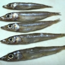 ニギスの一夜干しの唐揚げ レシピ 作り方 By ひろしん2 楽天レシピ ニギスの一夜干しの唐揚げ レシピ 作り方 By ひろしん2 楽天レシピ